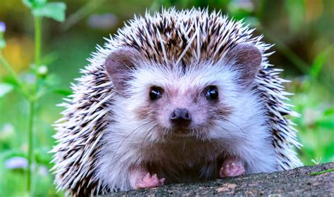 similar to a mouse or hedge hog